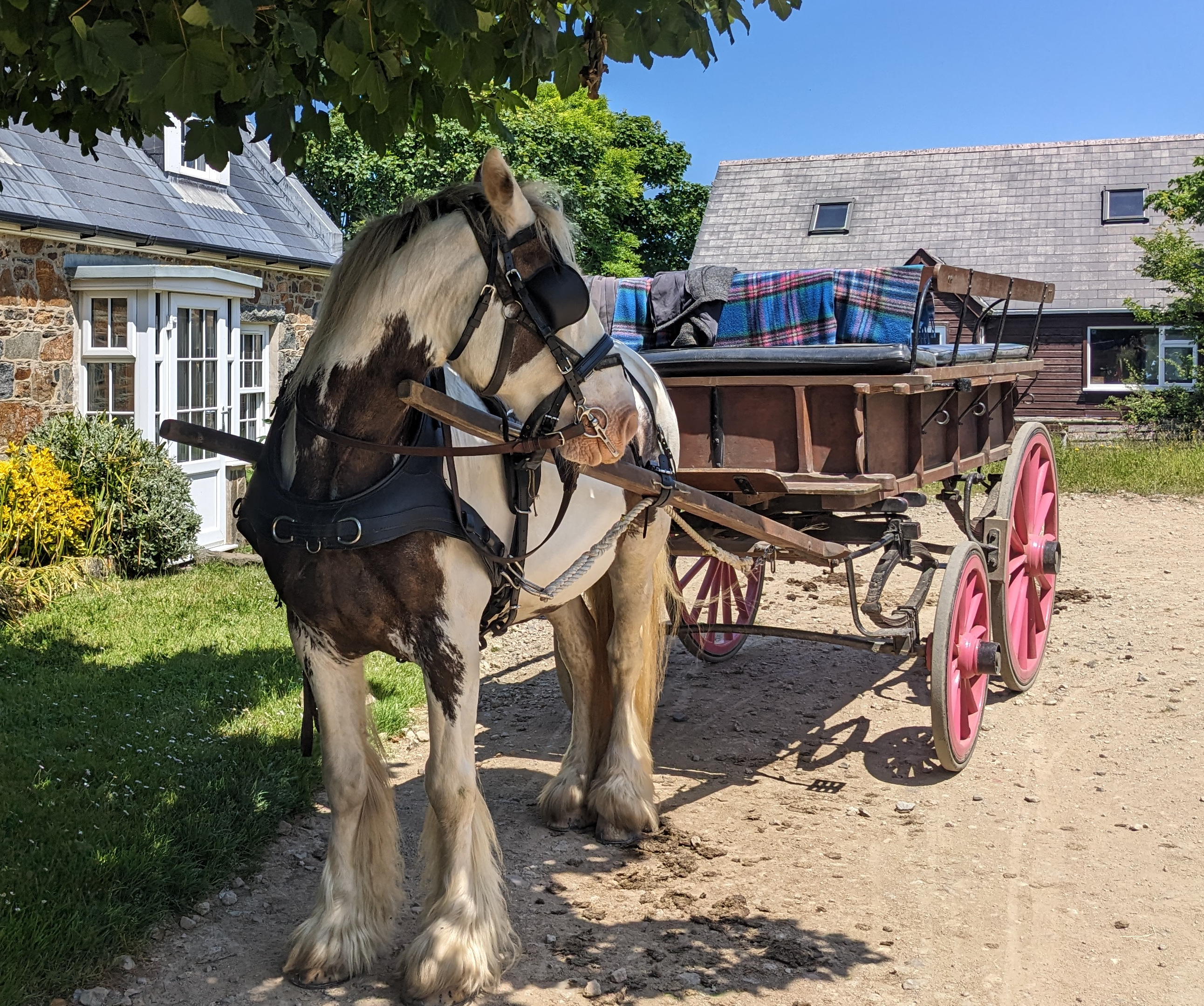 Shared Carriage Island Tour
